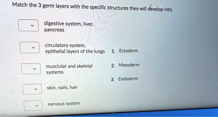 Match the 3 germ layers with the specific structures they will develop into.
digestive system, liver, pancreas
circulatory system, epithelial layers of the lungs
1. Ectoderm
musclular and skeletal systems
2. Mesoderm
3. Endoderm
skin, nails, hair
nervous system