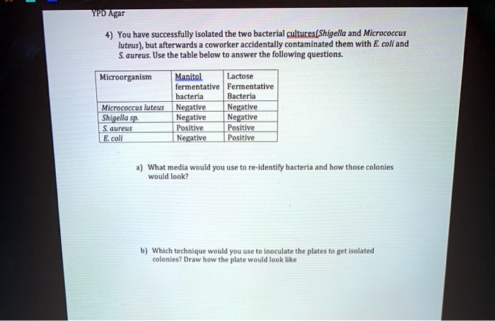 SOLVED: You have successfully isolated the two bacterial cultures ...