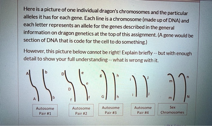 SOLVED Here isa picture of one individual dragons chromosomes and the particular alleles it has for each gene Each line is a chromosome (made upof DNA) and each letter represents an allele pic