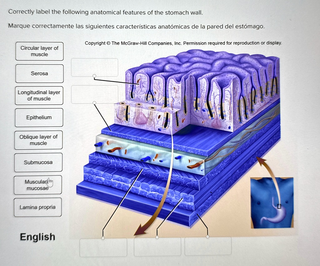 Correctly label the following anatomical features of the stomach wall