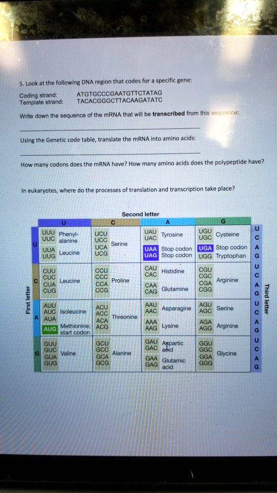 5. Look at the following DNA region that codes for a specific gene:
Coding strand: ATGTGCCCGAATGTTCTATAG
Template strand: TACACGGGCTTACAAGATATC
Write down the sequence of the mRNA that will be transcribed from this sequence:
Using the Genetic code table, translate the mRNA into amino acids:
How many codons does the mRNA have? How many amino acids does the polypeptide have?
In eukaryotes, where do the processes of translation and transcription take place?
Second letter
U C A G
UUU UCU UAU UGU U
UUC Phenylalanine UCC Serine UAC Tyrosine UGC Cysteine C
UUA UCA UAA Stop codon UGA Stop codon A
UUG Leucine UCG UAG Stop codon UGG Tryptophan G
CUU CCU CAU CGU U
CUC Leucine CCC Proline CAC Histidine CGC Arginine C
CUA CCA CAA Glutamine CGA Arginine A
CUG CCG CAG CGG G
AUU ACU AAU AGU U
AUC Isoleucine ACC Threonine AAC Asparagine AGC Serine C
AUA ACA AAA Lysine AGA Arginine A
AUG Methionine; start codon ACG AAG AGG Arginine G
GUU GCU GAU Aspartic GGU U
GUC Valine GCC Alanine GAC acid GGC Glycine C
GUA GCA GAA Glutamic GGA A
GUG GCG GAG acid GGG G