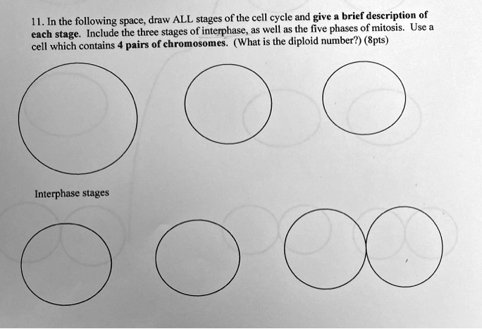 SOLVED: 1L. In the following space; draw ALL stages of the cell cycle ...