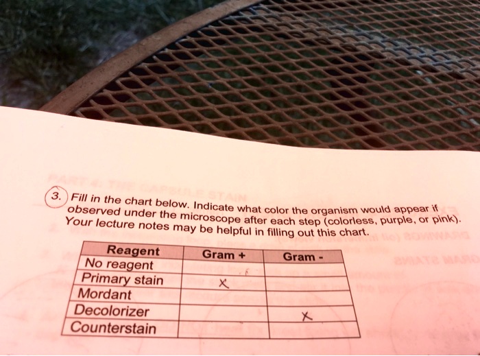 3. Fill in the chart below. Indicate what color the organism would appear if observed under the microscope after each step (colorless, purple, or pink). Your lecture notes may be helpful in filling out this chart.

Reagent Gram + Gram -
No reagent
Primary stain
Mordant
Decolorizer
Counterstain