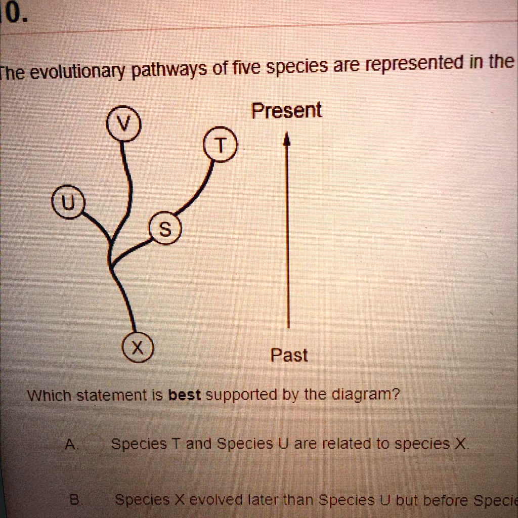 SOLVED 'The evolutionary pathways of five species are represented in