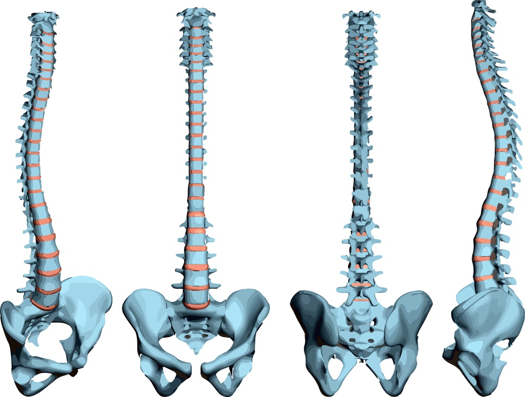 examples of flat bone