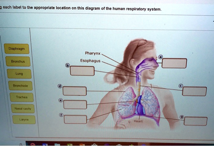 SOLVED: each label to the appropriate location on this diagram of the ...