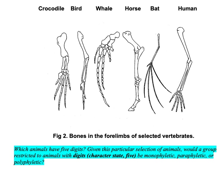 SOLVED: Crocodile Bird Whale Horse Bat Human P Fig 2. Bones in the