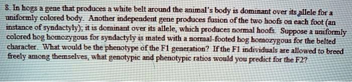 8. In hogs a gene that produces a white belt around the animal's body is dominant over its allele for a uniformly colored body. Another independent gene produces fusion of the two hoofs on each foot (an instance of syndactyly); it is dominant over its allele, which produces normal hoofs. Suppose a uniformly colored hog homozygous for syndactyly is mated with a normal-footed hog homozygous for the belted character. What would be the phenotype of the F1 generation? If the F1 individuals are allowed to breed freely among themselves, what genotypic and phenotypic ratios would you predict for the F2?