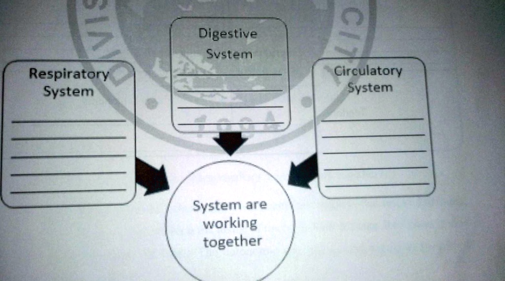 SOLVED Letâ€™s Analyze The respiratory system carries oxygen to and