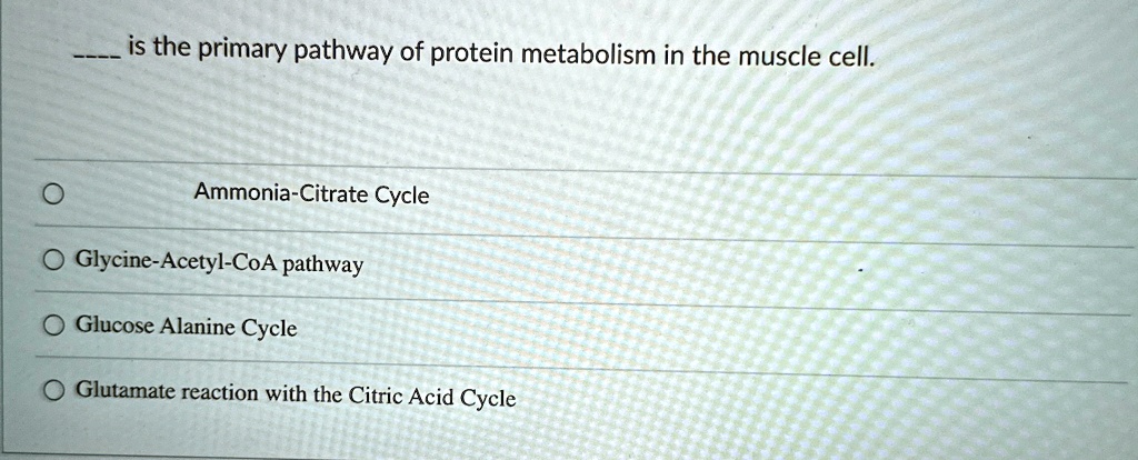 Protein Muscle Cycle is the primary pathway of protein metabolism in the muscle cell ...