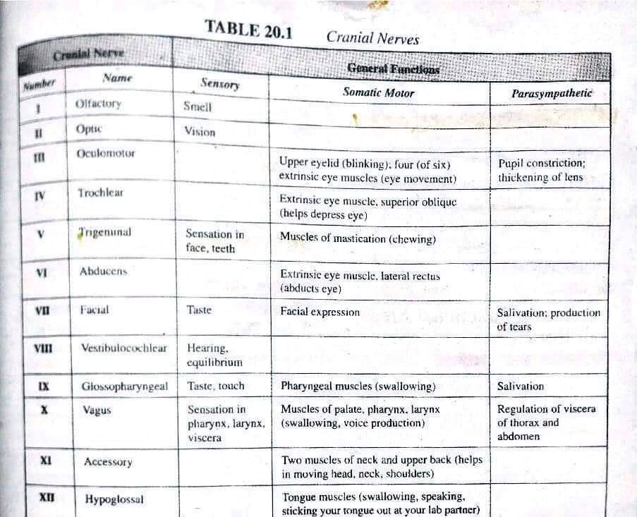 Which Cranial Nerves Have Motor And Sensory Functions - Infoupdate.org