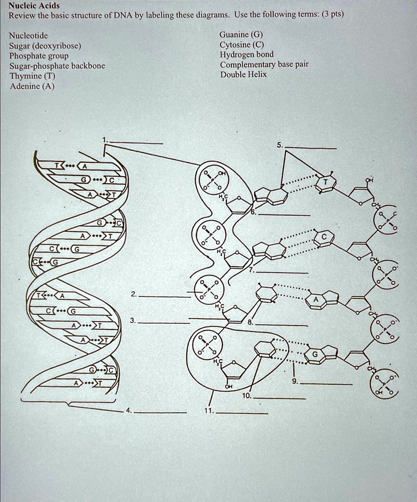 Nucleic Acids Review the basic structure of DNA by labeling..., image size:851x1024