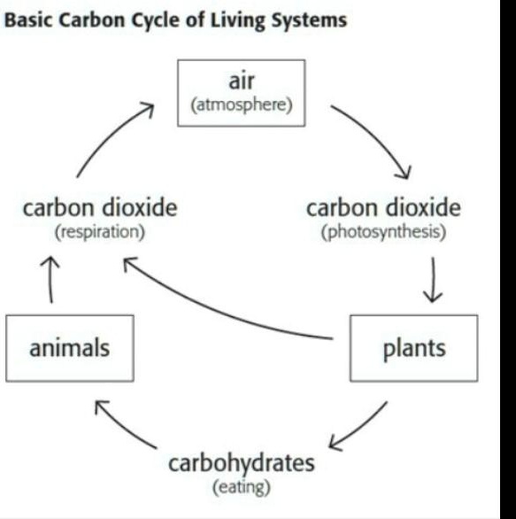 Free Vector  Carbon cycle diagram for science education