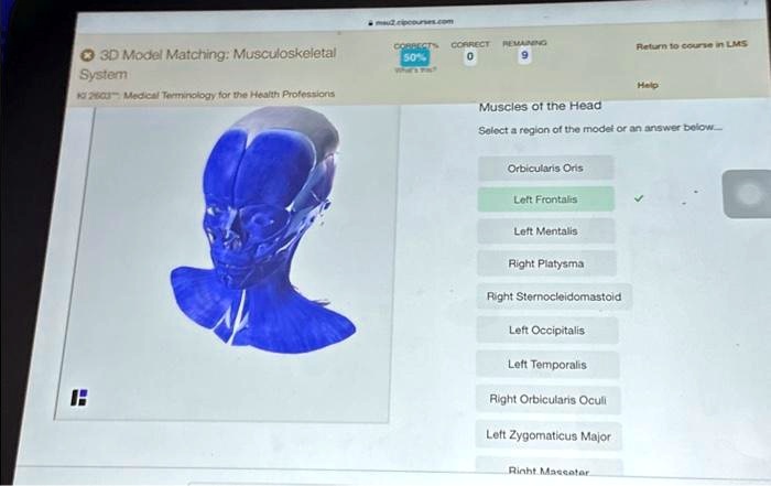 SOLVED 3D Model Matching Musculoskeletal System KI 2603 Medical