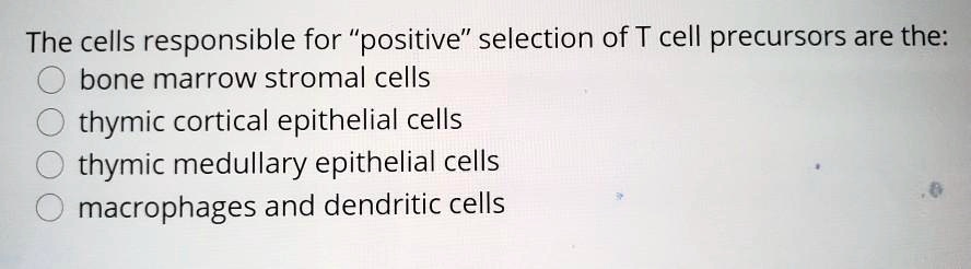 The cells responsible for "positive" selection of T cell precursors are the:
bone marrow stromal cells
thymic cortical epithelial cells
thymic medullary epithelial cells
macrophages and dendritic cells