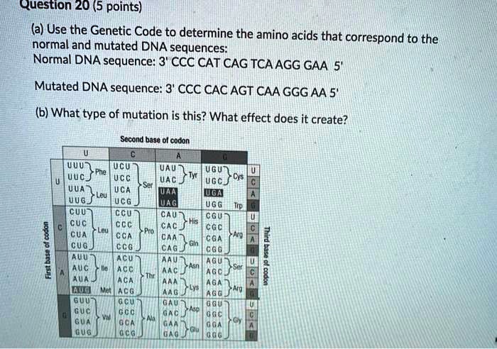 SOLVED: Question 20 (5 points) (a) Use the Genetic Code to determine ...