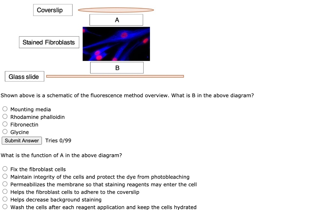 SOLVED Coverslip Stained Fibroblasts Glass slide Shown above is a