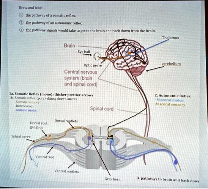 Somatic And Visceral Reflex Arc