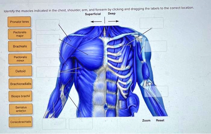 Solved Identify The Muscles Indicated In The Chest Shoulder Arm And