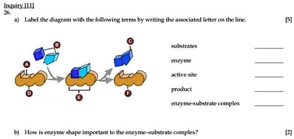 Enzyme Substrate Complex Diagram Labeled