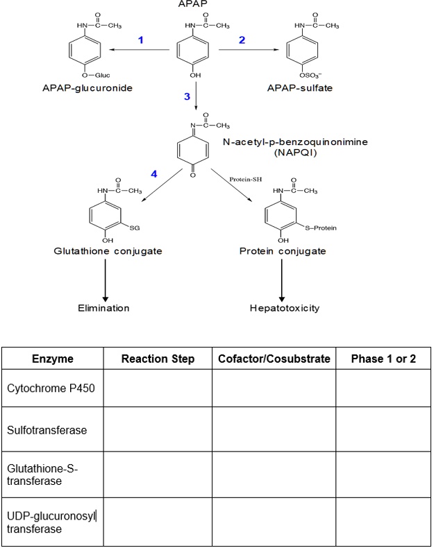 SOLVED: Using the metabolism scheme below for acetaminophen (APAP ...