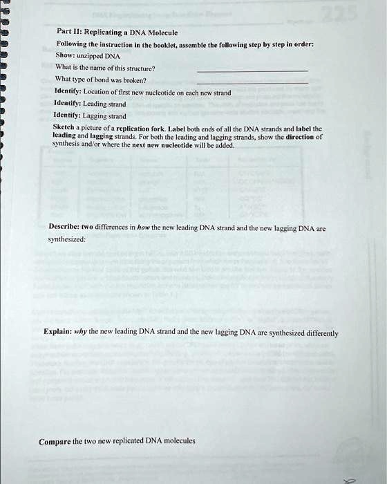 SOLVED Part IIReplicating a DNA Molecule Following the instruction in