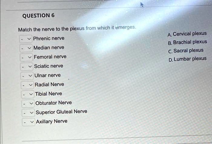 SOLVED: QUESTION 6 Match The Nerve To The Plexus From Which It Emerges ...