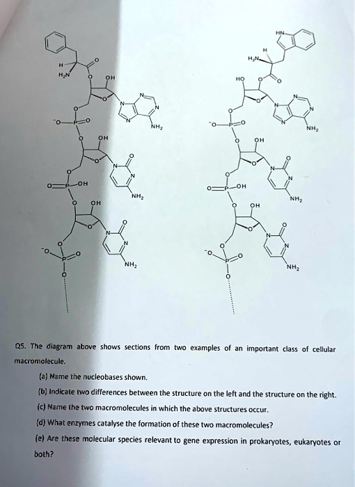SOLVED The diagram above showis sections from macromolecule examnles