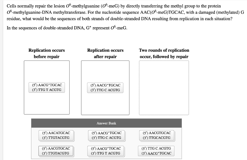 Cells Normally Repair The Lesion 06-methylguanine (06-meG) By Directly ...