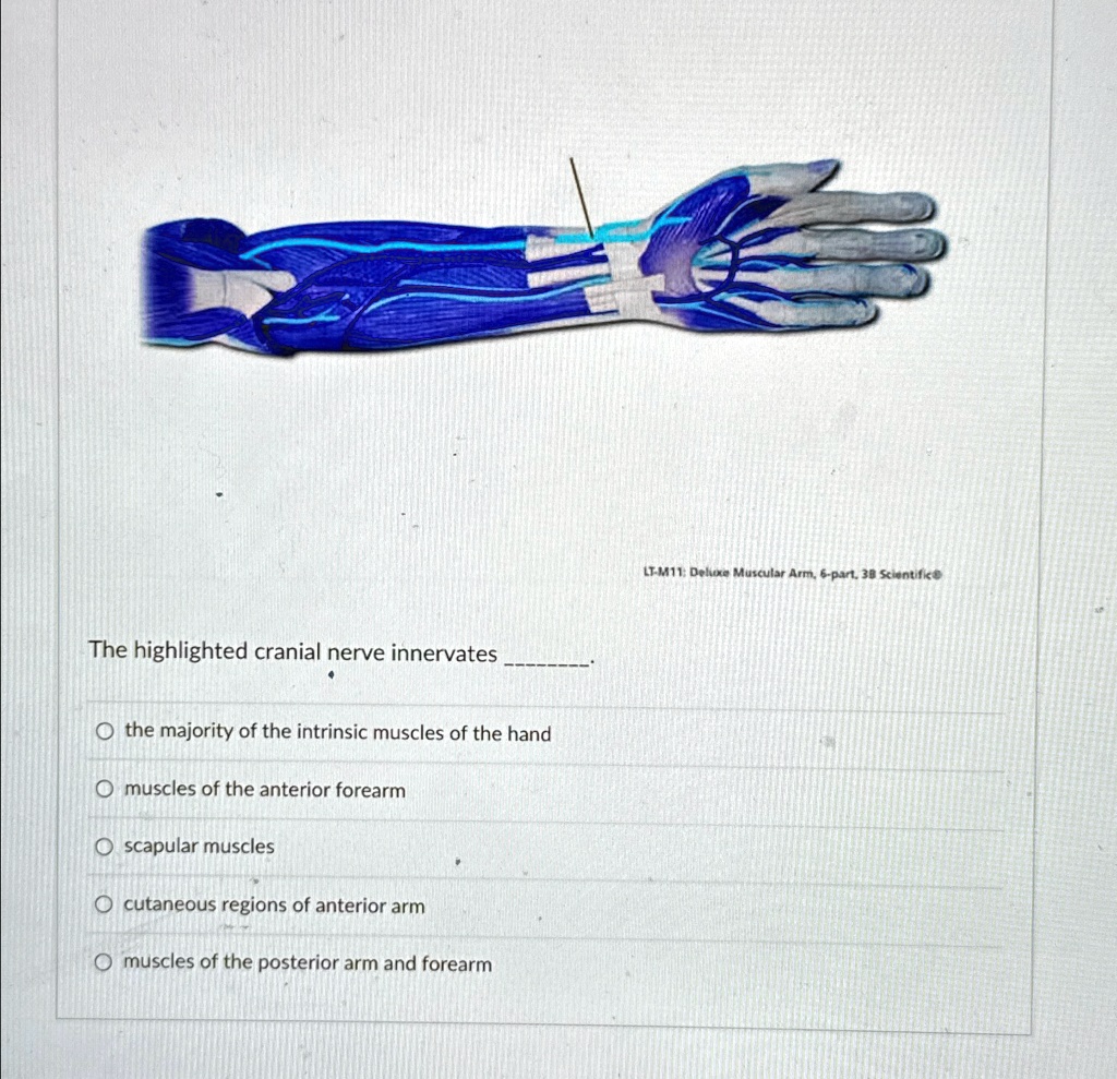 The highlighted cranial nerve innervates O the majority of the ...