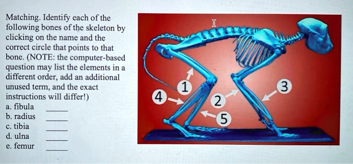 Matching. Identify each of the following bones of the skeleton by clicking on the name and the correct circle that points to that bone. (NOTE: the computer-based question may list the elements in a different order, add an additional unused term, and the exact instructions will differ!) a. fibula b. radius c. tibia d. ulna e. femur