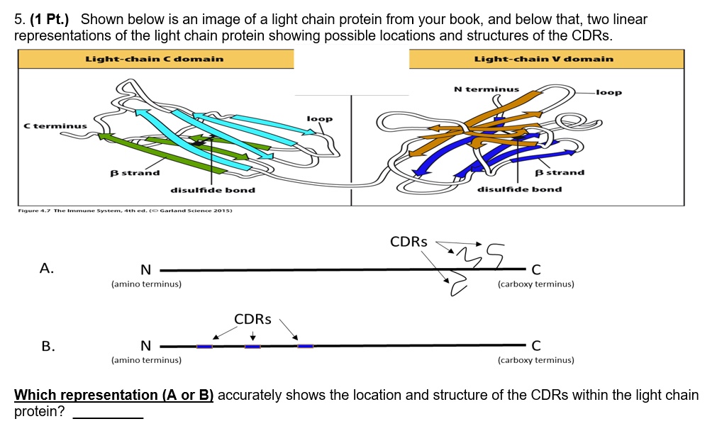 SOLVED5. (1 Pt ) Shown below is an image of a light chain protein from
