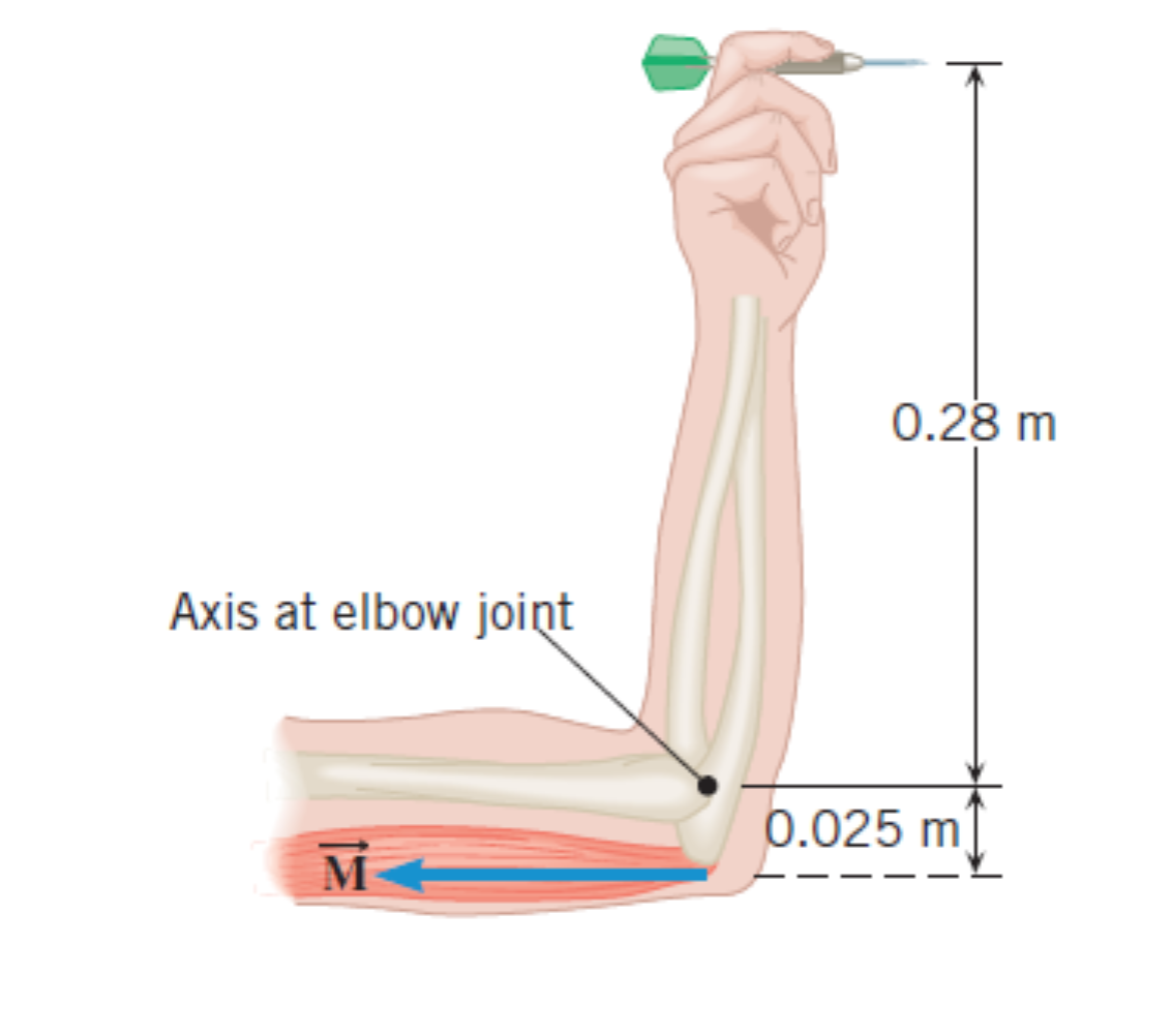 SOLVED The drawing shows a model for the motion of the human forearm in throwing a dart