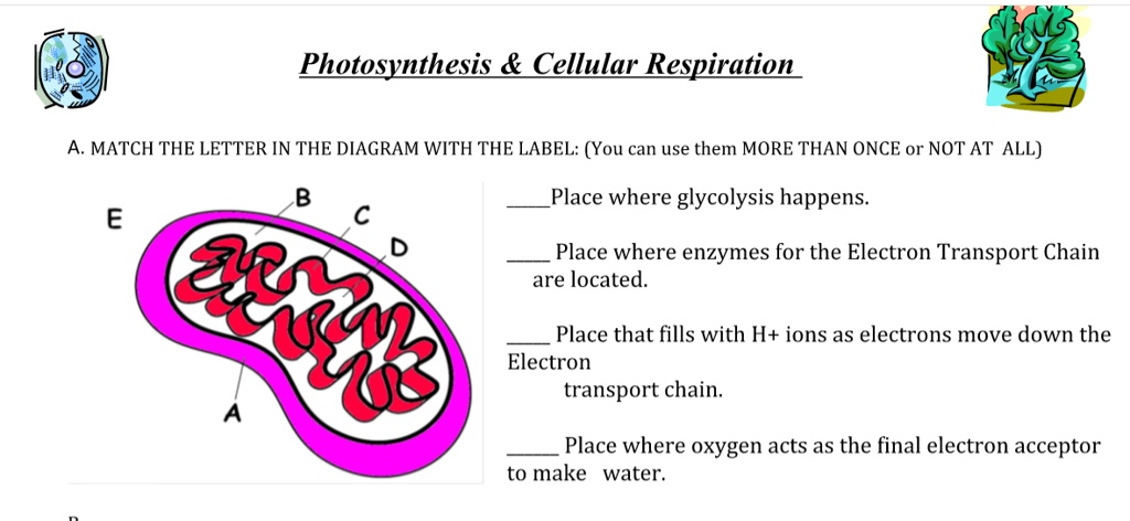 solved-photosynthesis-cellular-respiration-a-match-the-letter-in-the