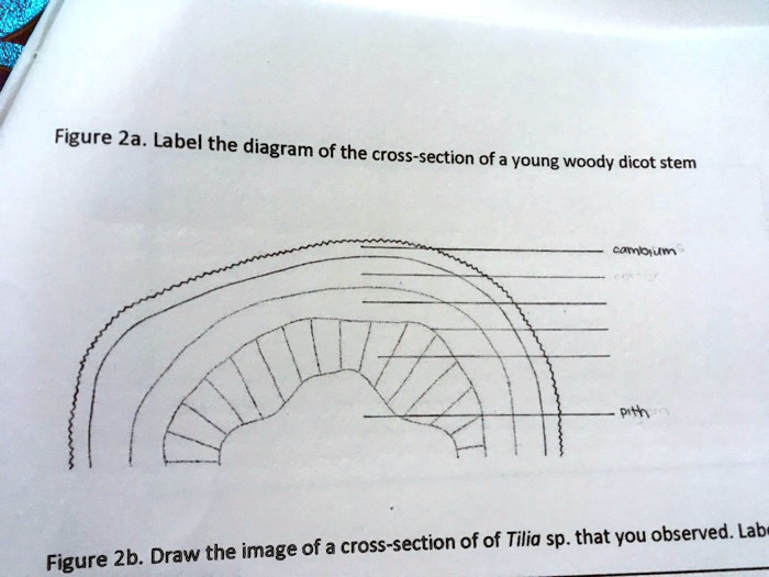 Figure A Label The Diagram Of The Cross Section Of Solvedlib