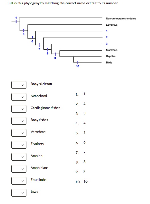 SOLVED:Fill in this phylogeny by matching the correct name trait to its