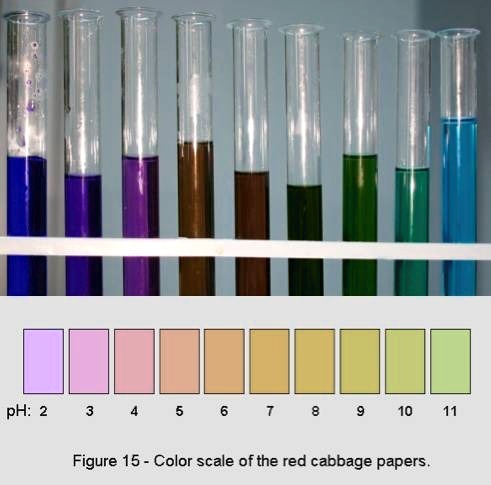 SOLVED: 'Red cabbage is an organic indicator for acids and bases. In ...