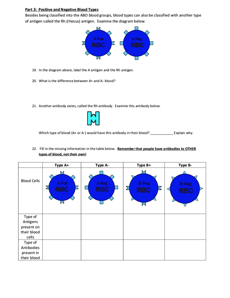 SOLVED Part 3 Positive and Negative Blood Types There are different