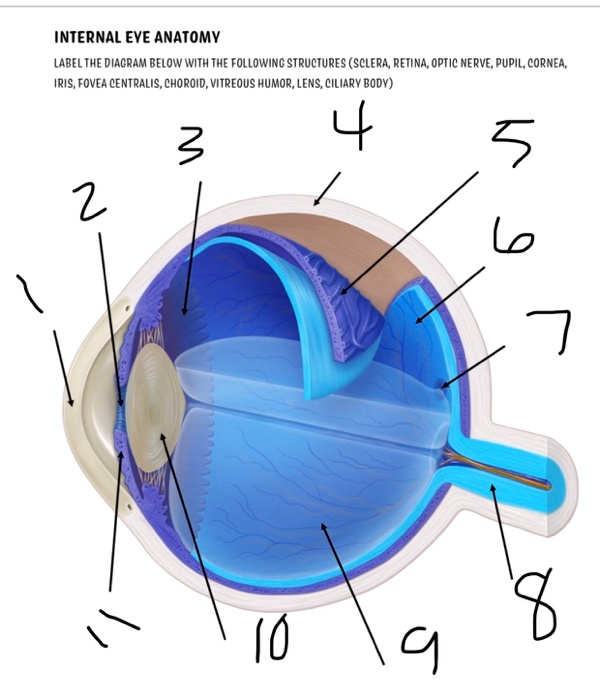 SOLVED: INTERNAL EYE ANATOMY LABEL THE DIAGRAM BELOW WITH THE FOLLOWING ...