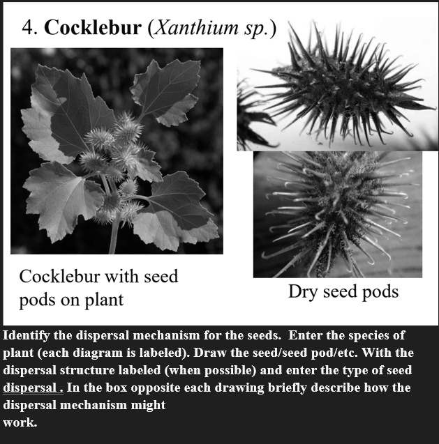 SOLVED: Cocklebur (Xanthium sp.) Cocklebur with seed Dry seed pods Pods ...