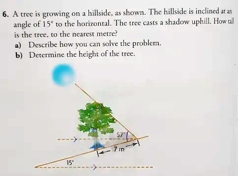 SOLVED: A tree is growing on a hillside, as shown. The hillside is ...
