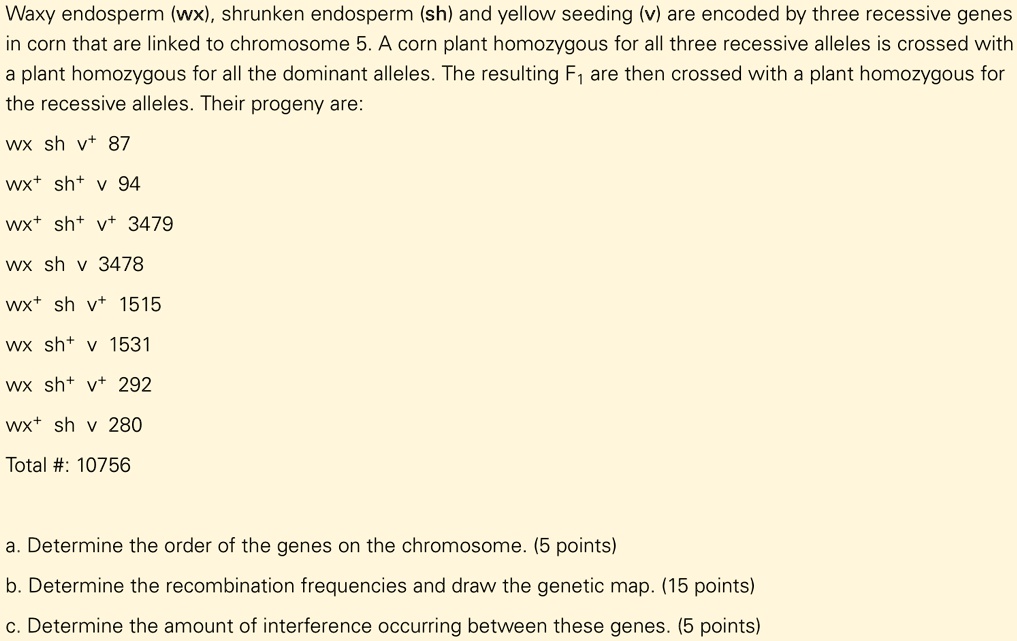 Waxy endosperm (wx), shrunken endosperm (sh) and yellow seeding (v) are encoded by three recessive genes in corn that are linked to chromosome 5. A corn plant homozygous for all three recessive alleles is crossed with a plant homozygous for all the dominant alleles. The resulting F1 are then crossed with a plant homozygous for the recessive alleles. Their progeny are:

wx sh v+ 87
wx+ sh+ v 94
wx+ sh+ v+ 3479
wx sh v 3478
wx+ sh v+ 1515
wx sh+ v 1531
wx sh+ v+ 292
wx+ sh v 280

Total #: 10756

a. Determine the order of the genes on the chromosome. (5 points)
b. Determine the recombination frequencies and draw the genetic map. (15 points)
c. Determine the amount of interference occurring between these genes. (5 points)