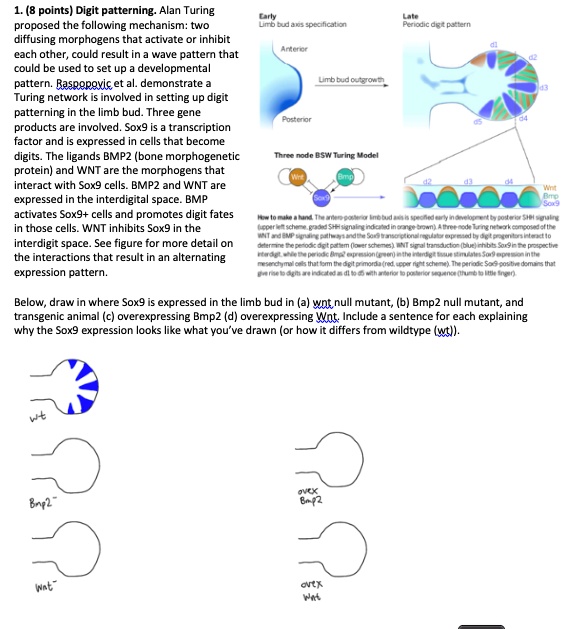 1. (8 points) Digit patterning. Alan Turing proposed the following mechanism: two diffusing morphogens that activate or inhibit each other, could result in a wave pattern that could be used to set up a developmental pattern. Raspopovic et al. demonstrate a Turing network is involved in setting up digit patterning in the limb bud. Three gene products are involved. Sox9 is a transcription factor and is expressed in cells that become digits. The ligands BMP2 (bone morphogenetic protein) and WNT are the morphogens that interact with Sox9 cells. BMP2 and WNT are expressed in the interdigital space. BMP activates Sox9+ cells and promotes digit fates in those cells. WNT inhibits Sox9 in the interdigit space. See figure for more detail on the interactions that result in an alternating expression pattern.

Early Limb bud axis specification
Anterior
Posterior
Limb bud outgrowth

Late Periodic digit pattern
d1 d2 d3 d4 d5

Three node BSW Turing Model
Wnt Bmp Sox9

d2 d3 d4
Wnt Bmp Sox9

How to make a hand. The antero-posterior limb bud axis is specified early in development by posterior SHH signaling (upper left scheme, graded SHH signaling indicated in orange-brown). A three-node Turing network composed of the WNT and BMP signaling pathways and the Sox9 transcriptional regulator expressed by digit progenitors interact to determine the periodic digit pattern (lower schemes). WNT signal transduction (blue) inhibits Sox9 in the prospective interdigit, while the periodic Bmp2 expression (green) in the interdigit tissue stimulates Sox9 expression in the mesenchymal cells that form the digit primordia (red, upper right scheme). The periodic Sox9-positive domains that give rise to digits are indicated as d1 to d5 with anterior to posterior sequence (thumb to little finger).

Below, draw in where Sox9 is expressed in the limb bud in (a) wnt null mutant, (b) Bmp2 null mutant, and transgenic animal (c) overexpressing Bmp2 (d) overexpressing Wnt. Include a sentence for each explaining why the Sox9 expression looks like what you've drawn (or how it differs from wildtype (wt)).

wt
Bmp2-
Wnt-
overex Bmp2
overex Wnt