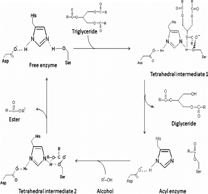SOLVED The picture of the mechanism of action of the lipase enzyme in