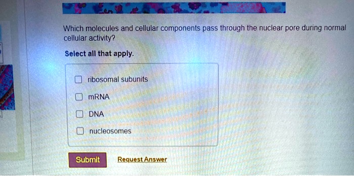 Which molecules and cellular components pass through the nuclear pore during normal cellular activity?
Select all that apply.
ribosomal subunits
mRNA
DNA
nucleosomes