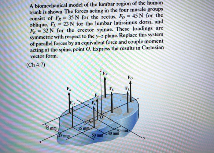 solved-a-biomechanical-model-of-the-lumbar-region-of-the-human-trunk