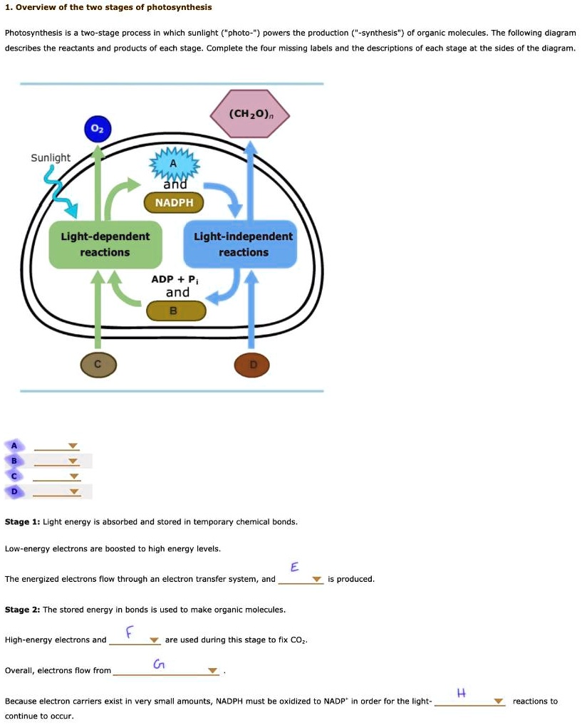 SOLVED:Overview of the two stages photosynthesis Photosynthesis two ...