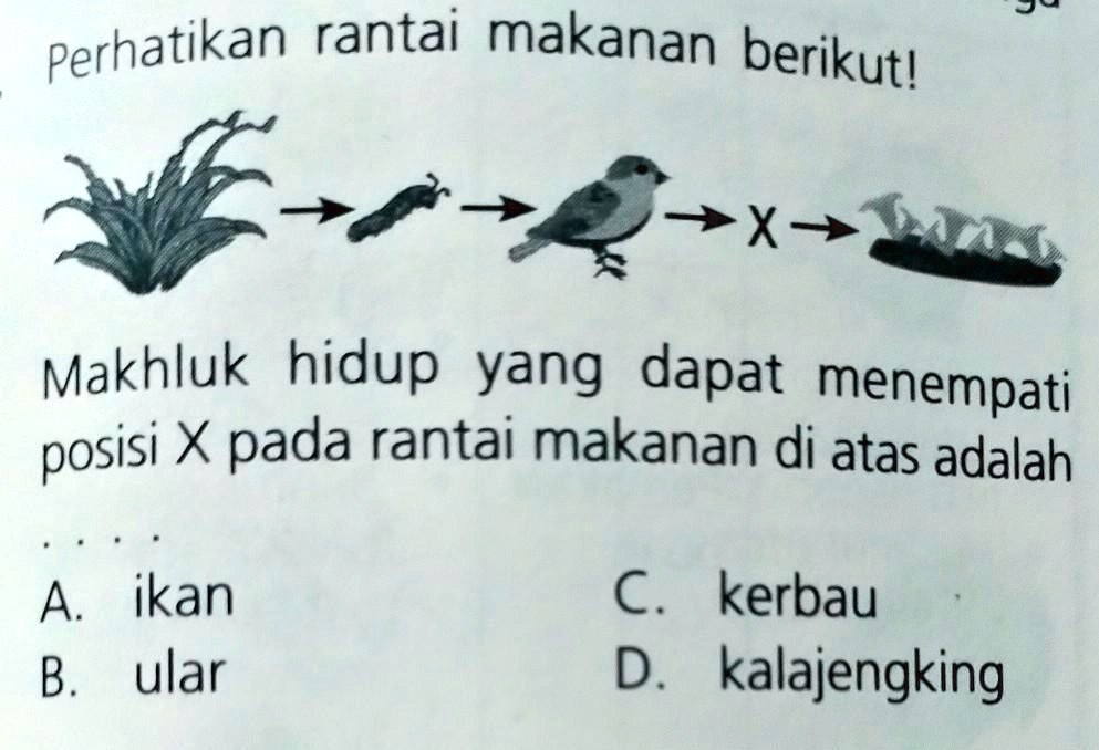 SOLVED: Perhatikan rantai makanan berikut—Makhluk hidup yang dapat ...