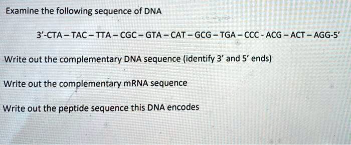 SOLVED: Examine the following sequence of DNA 3'-CTA - TAC-TTA- CGC ...