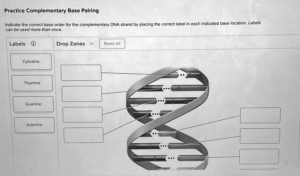 SOLVED: Practice Complementary Base Pairing Indicate the correct base ...